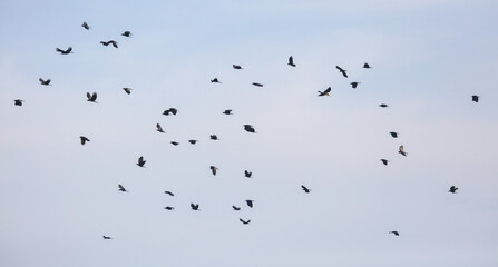 A flock of birds flying in the sky