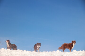 Naklejka premium Three dogs are standing on a snowy hill, looking out at the blue sky