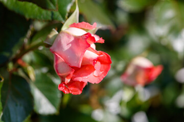 A rose with a pink center and green leaves