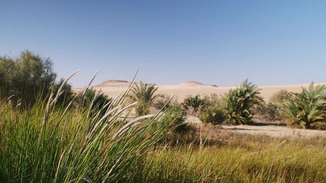 Serene desert oasis surrounded by tall grass and lush palm trees, set against sandy dunes and a cloudless blue sky. Siwa Oasis in Western Desert, Egypt