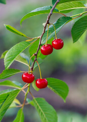 Fototapeta premium A branch with three red cherries on it