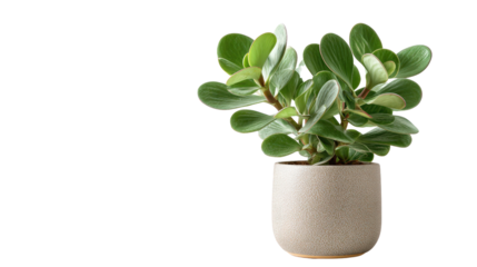 Compact desk-friendly houseplant in pot, for office use stock, on white isolated on a Transparent background, PNG file.