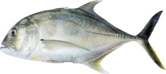 Giant Trevally Isolated On Transparent Background