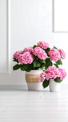 Fototapeta premium Pink hydrangeas in white pots