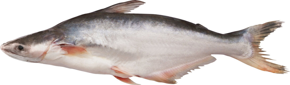 Pangas Catfish Isolated On Transparent Background