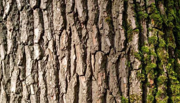 Tree bark texture of maple tree with smooth layered surface, subtle cracks and moss traces