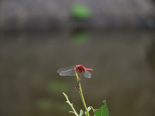 赤とんぼ