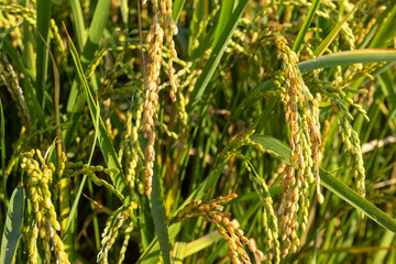 green grass in the wind