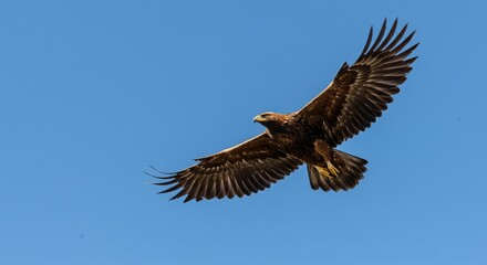 Majestic Golden Eagle Soars Gracefully Against a Clear Blue Sky