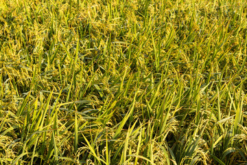 green grass background