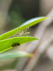 Macro photo of a baby praying mantis on a green leaf tip. Insect close-up, nature wildlife, entomology, garden predator, shallow depth of field, perfect for biology or nature themes