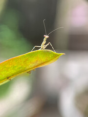 Macro photo of a baby praying mantis on a green leaf tip. Insect close-up, nature wildlife, entomology, garden predator, shallow depth of field, perfect for biology or nature themes