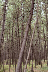 Obraz premium trees in the forest