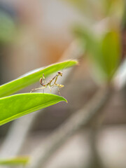 Macro photo of a baby praying mantis on a green leaf tip. Insect close-up, nature wildlife, entomology, garden predator, shallow depth of field, perfect for biology or nature themes