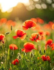 Poppy field at sunset (2)