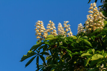 Aesculus hippocastanum is a large tree. Its inflorescences are a source of nectar for bees and insects, and are used as an ingredient in traditional medicine