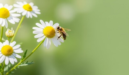 Obraz premium Busy bee collecting nectar from vibrant daisy flower on sunny spring day