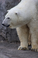 Fototapeta premium シロクマ・旭山動物園（北海道・旭川市）