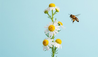Charming bee approaches delicate chamomile flowers, symbolizing nature's gentle cycle and pollination