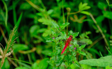 Red dragonfly