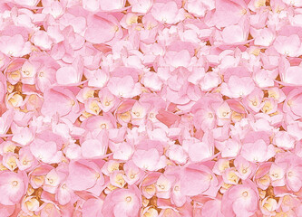 Soft Pink Hydrangea Floral Texture Background