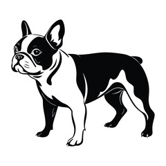 Black and white French Bulldog standing with distinct markings