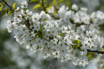 Ein Zweig der Vogelkirsche (Prunus avium) ist mit zahlreichen wei&szlig;en Bl&uuml;ten &uuml;bers&auml;t. Die filigranen Bl&uuml;tenbl&auml;tter leuchten im Sonnenlicht und bilden einen sch&ouml;nen Kontrast zu den frischen gr&uuml;nen Bl&auml;tt