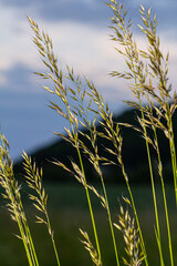Calamagrostis arundinacea is a species of bunch grass in the family Poaceae, native to Eurasia,...