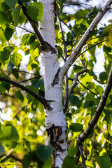 Close up view of flowering yellow catkins on a river birch tree betula nigra in spring, with blue sky background
