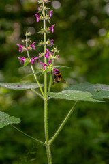 Close up of a hedge woundwort stachys sylvatica flower in bloom