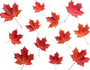 Fototapeta premium Bright red and orange autumn maple leaves isolated on white background