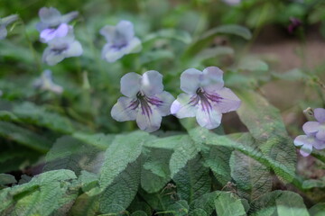 purple flower in the garden