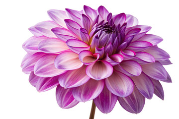 Beautiful purple dahlia flower isolated on transparent background