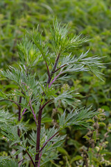 Artemisia vulgaris common mugwort allergen flowering