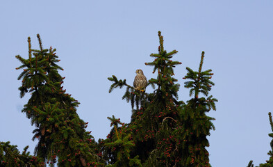 Ein Turmfalke (Falco tinnunculus) sitzt majestätisch auf der Spitze einer Fichte. Der Greifvogel blickt aufmerksam in die Ferne und ist von dunkelgrünen Nadeln und Zapfen umgeben.