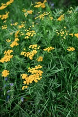Clusters of small yellow wildflowers growing amidst green grass in a vibrant summer meadow, showcasing natural beauty and fresh foliage.