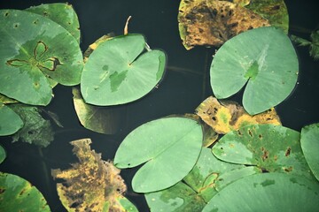 Close-up of water lily leaves floating on the dark, calm surface of a pond. The leaves display a mix of fresh green and decaying yellow-brown colors, illustrating the natural life cycle.