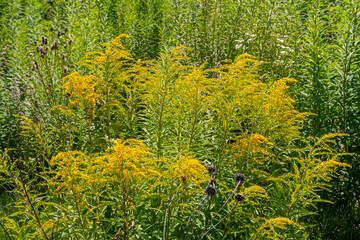 Canadian goldenrod, cluster of small yellow flower heads, close up. Solidago canadensis or brendiae is an ornamental perennial herb, herbaceous flowering plant of the family Asteraceae, Compositae