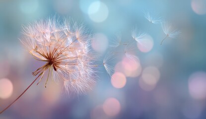 Soft-focus dandelion seed head, light, airy,  blowing in gentle breeze