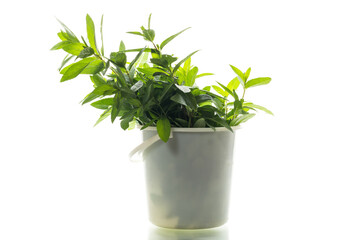 fresh mint in a bucket on a white background