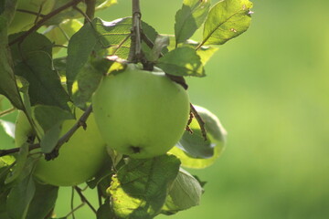 green apples on a tree