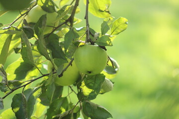 green apples on a tree