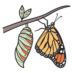 Monarch butterfly emerging from chrysalis on a branch isolated on white background