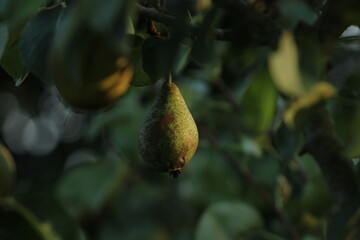 pear on a tree