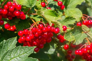 Viburnum ordinary , or Viburnum red Viburnum opulus is a deciduous woody plant in autumn