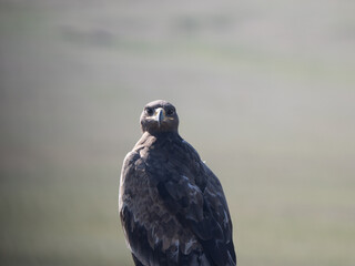 Steppe Eagle