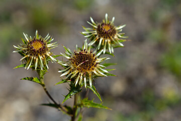 Carlina biebersteinii plant at field at nature. Carlina vulgaris or Carline thistle, family Asteraceae Compositae. Carlina corymbosa