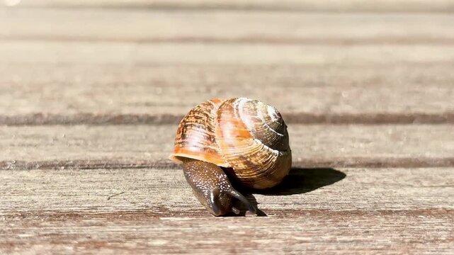 Garden snail in front of a wooden background