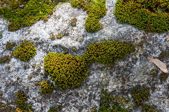 Granite moss, also called rock moss in nature