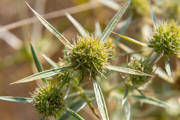 In the wild grows a thistle Eryngium Campestre, known as field eryngo. It is a species of Eryngium, which is used medicinally
